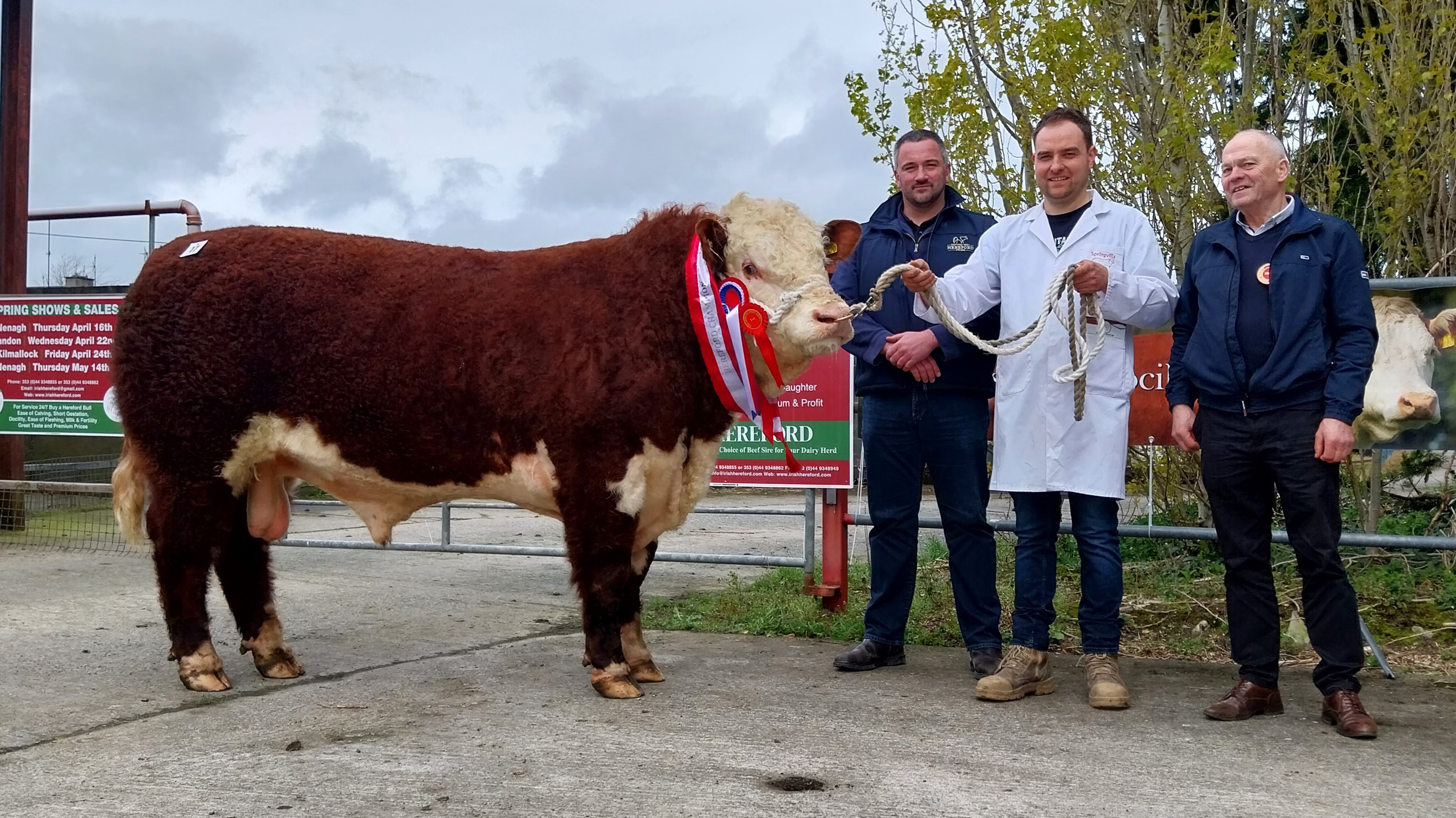 Nenagh Bull Show & Sale Report - 16th April 2026