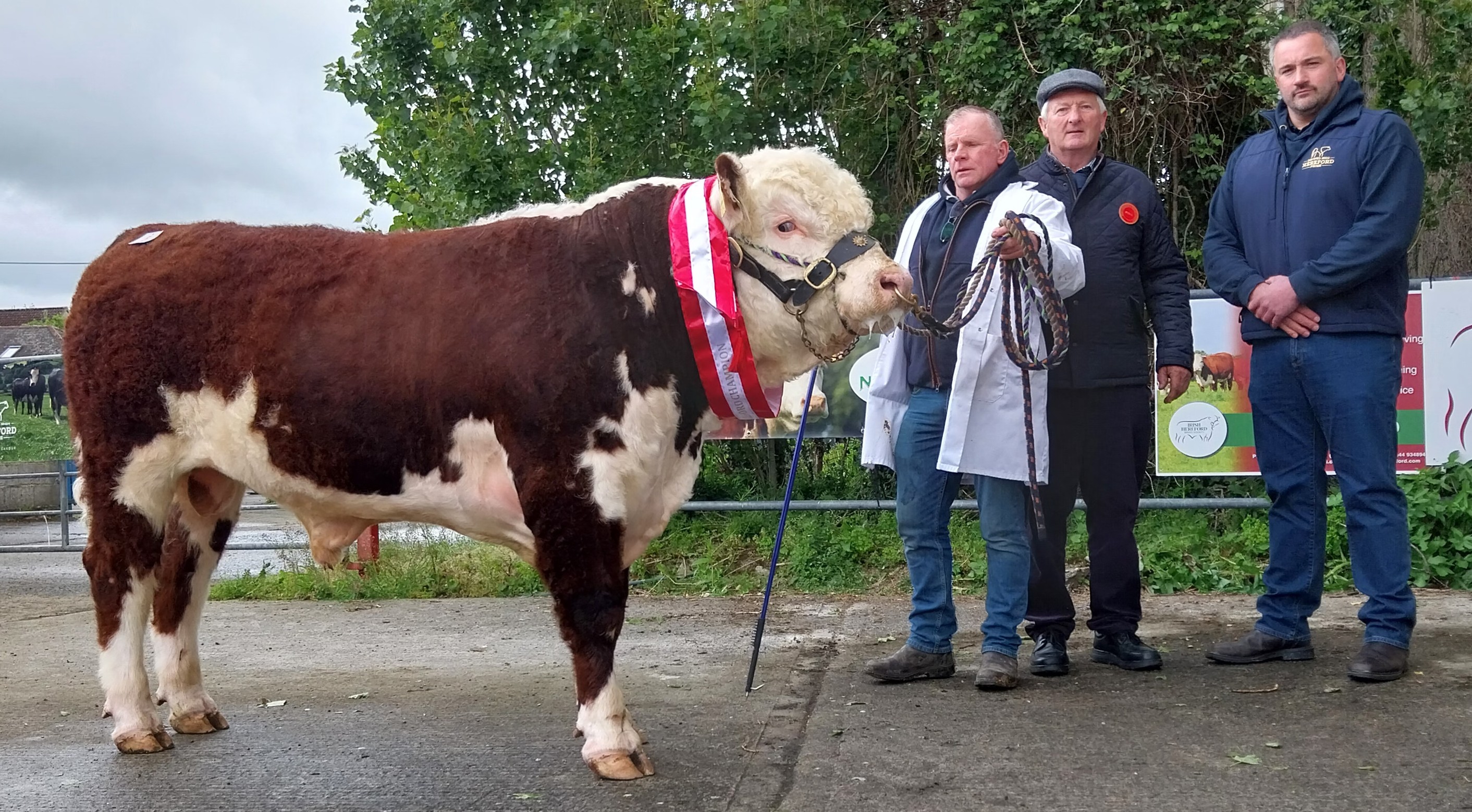 Nenagh Bull Show & Sale Report - 14th May 2026