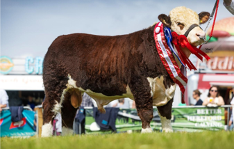 Gurteragh & Tullaha Hereford Female Sale 