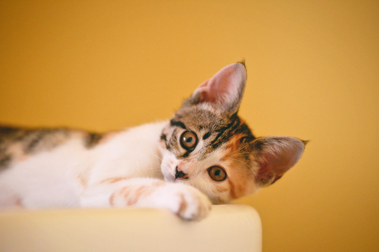Cat Abdominal Mass