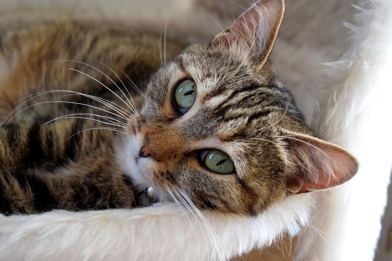 Cat Abdominal Mass