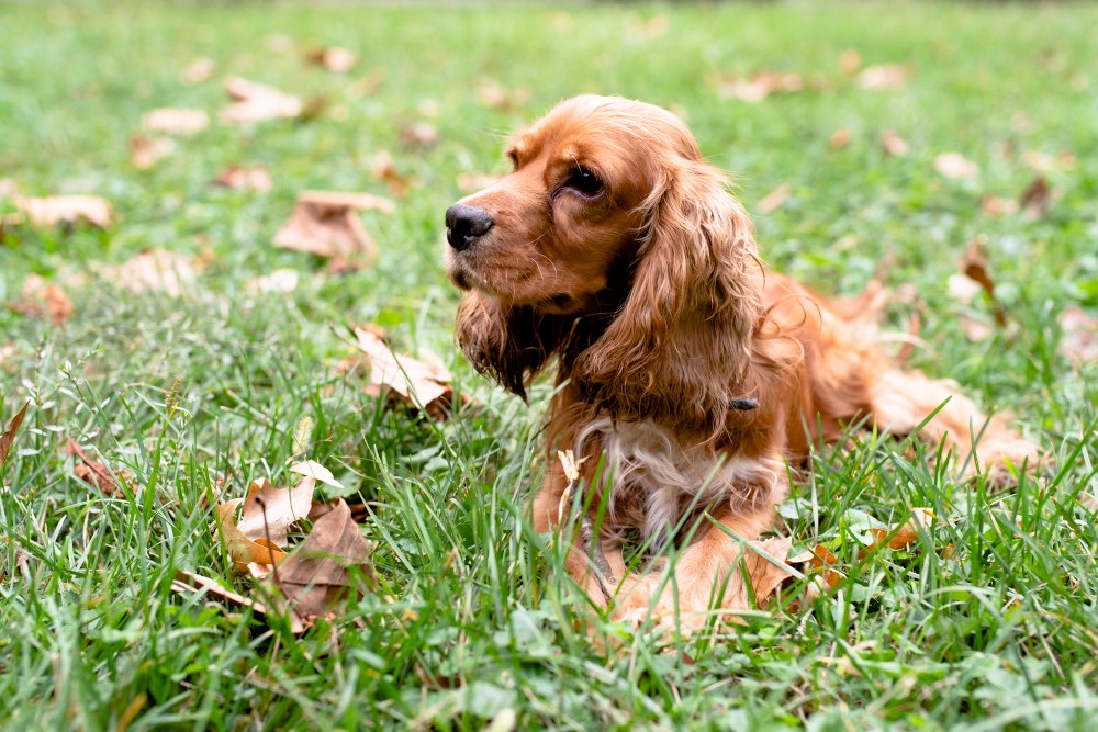 Dog Abdominal Mass
