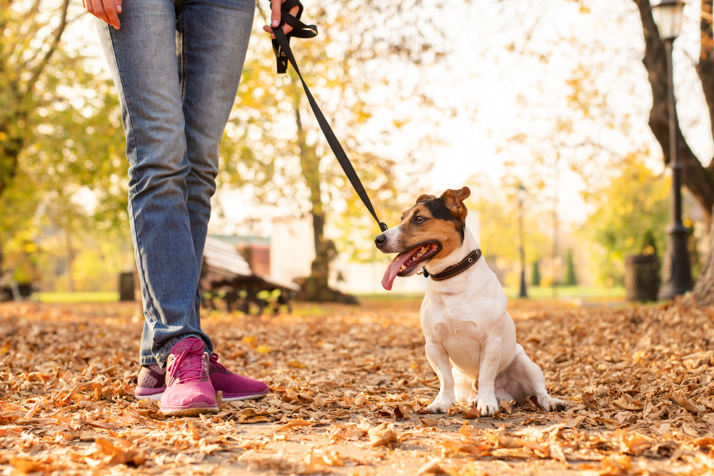 Dog Abnormal Urination