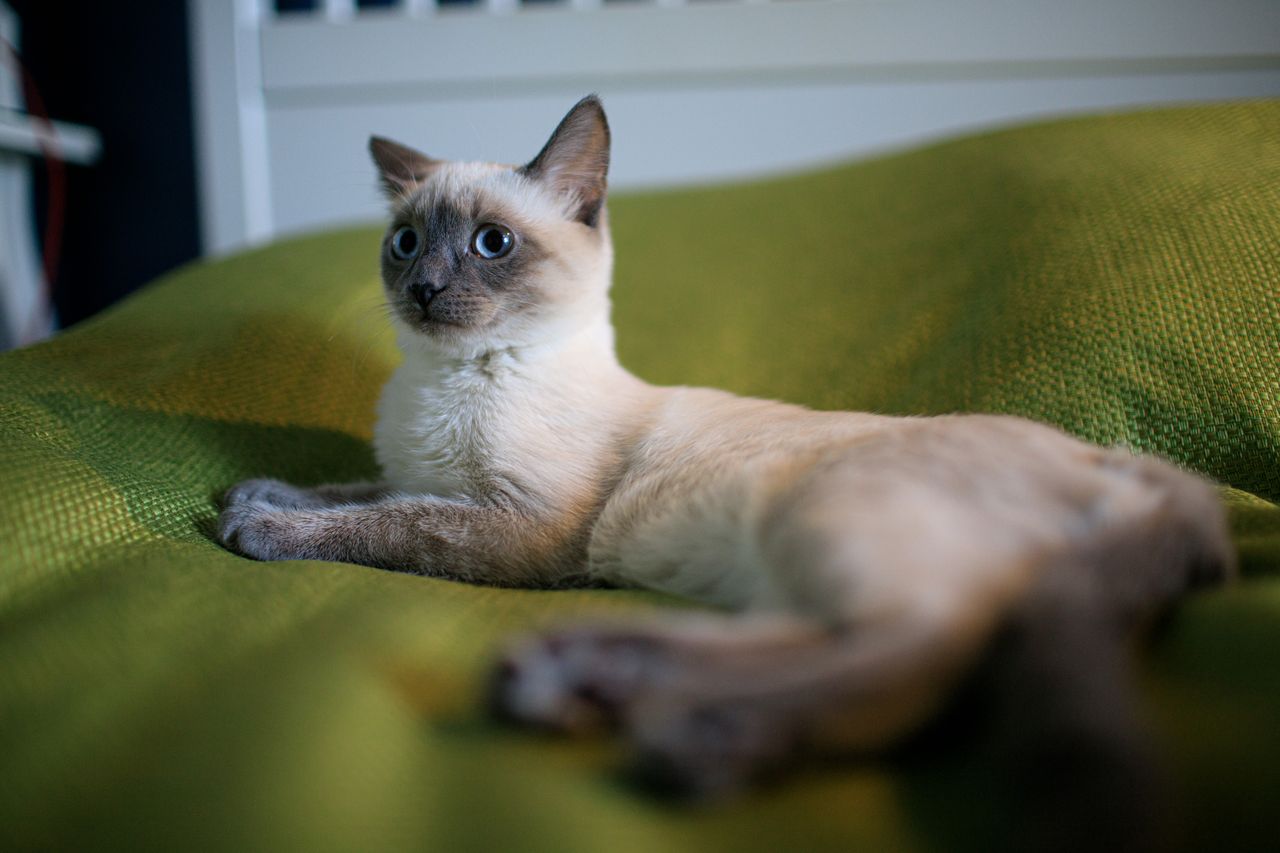 Cat Not Eating