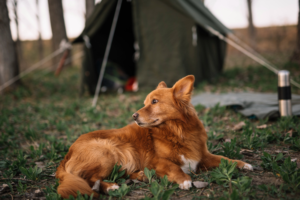 Dog Not Eating