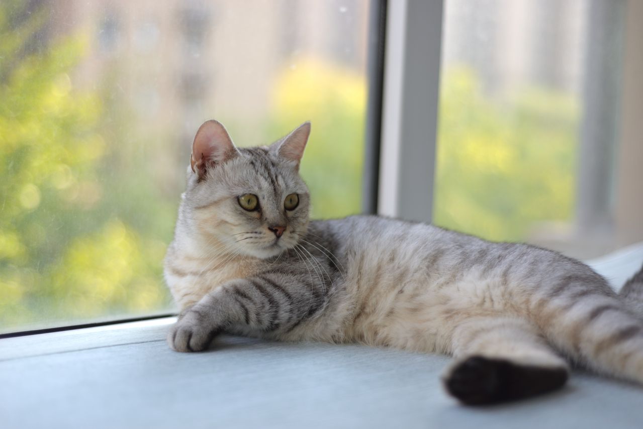 Cat Weight Loss