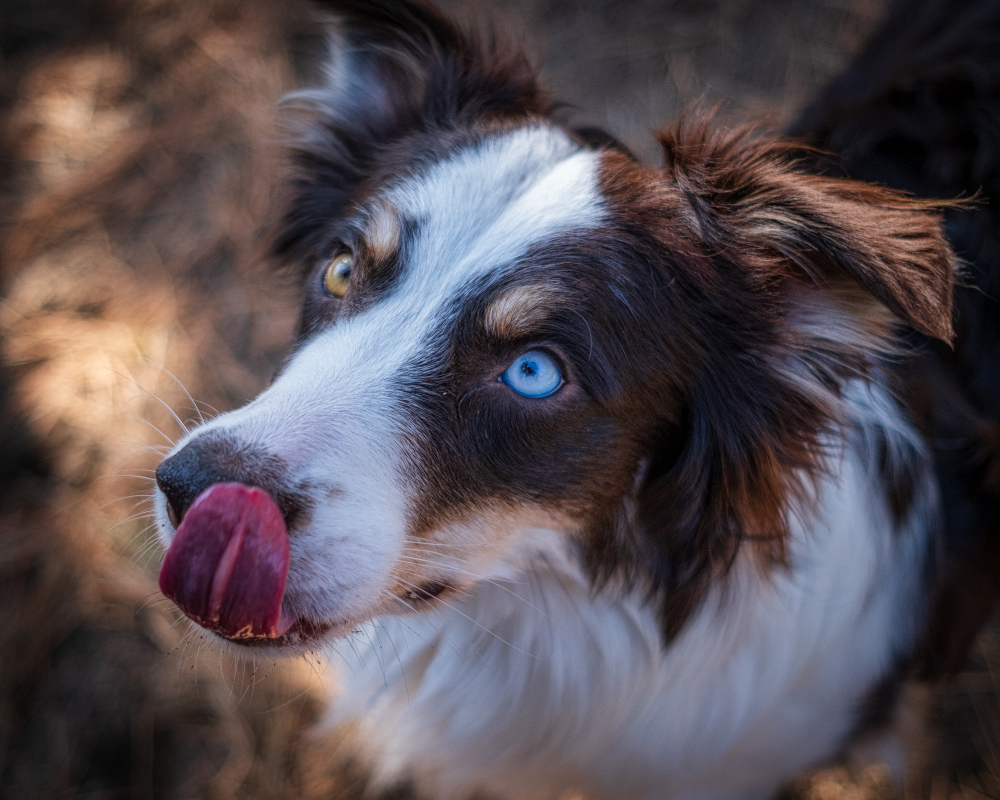 Dog Weight Loss