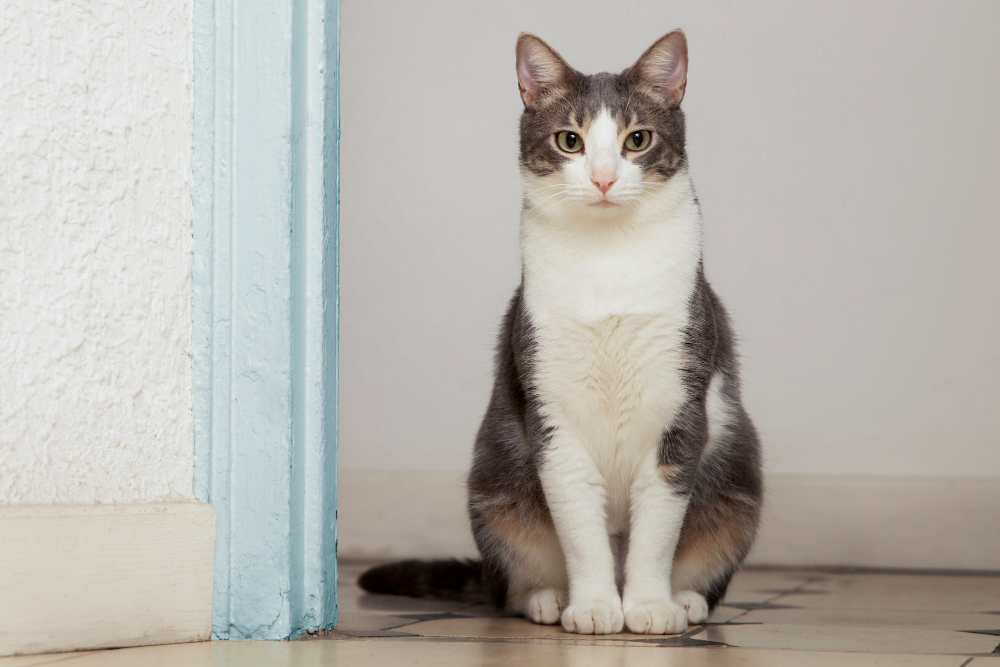 Cat Blood in Stool