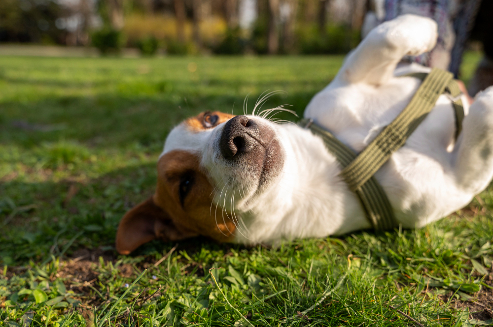 Dog Blood in Stool