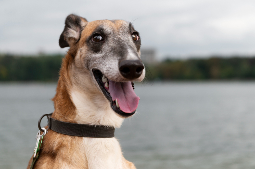 Dog Blood in Stool