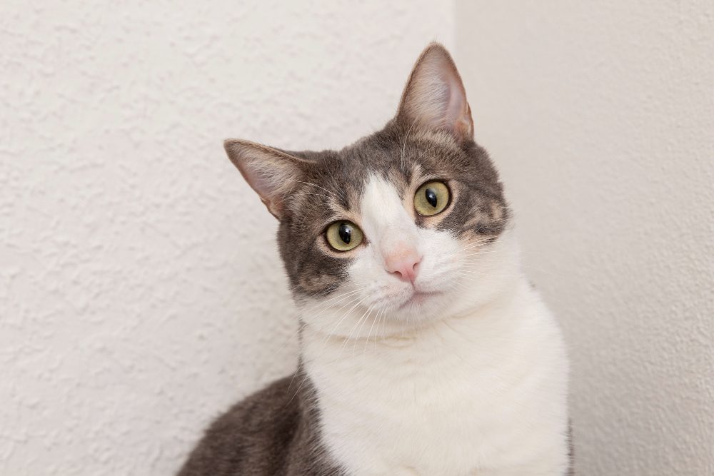 Cat Diarrhea