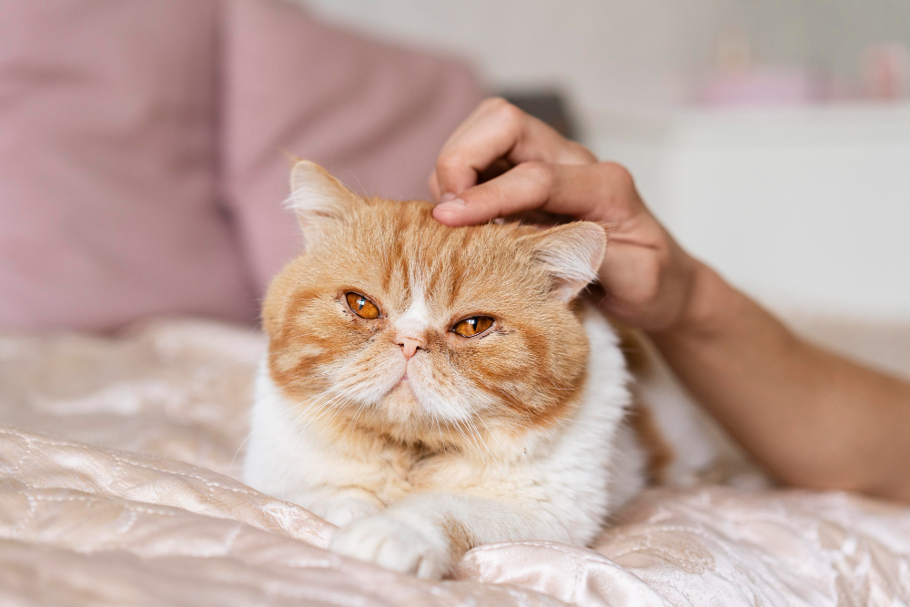 Cat Diarrhea