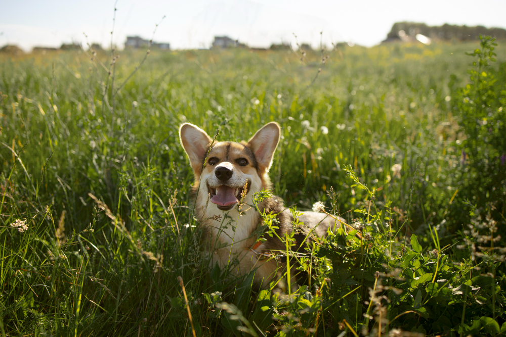 Dog Diarrhea
