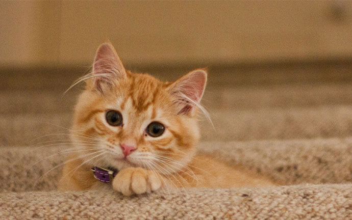 Cat Irregular Heartbeat or Arrhythmia