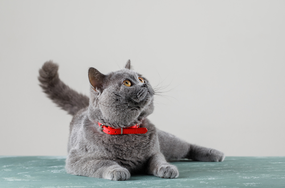 Cat Irregular Heartbeat or Arrhythmia
