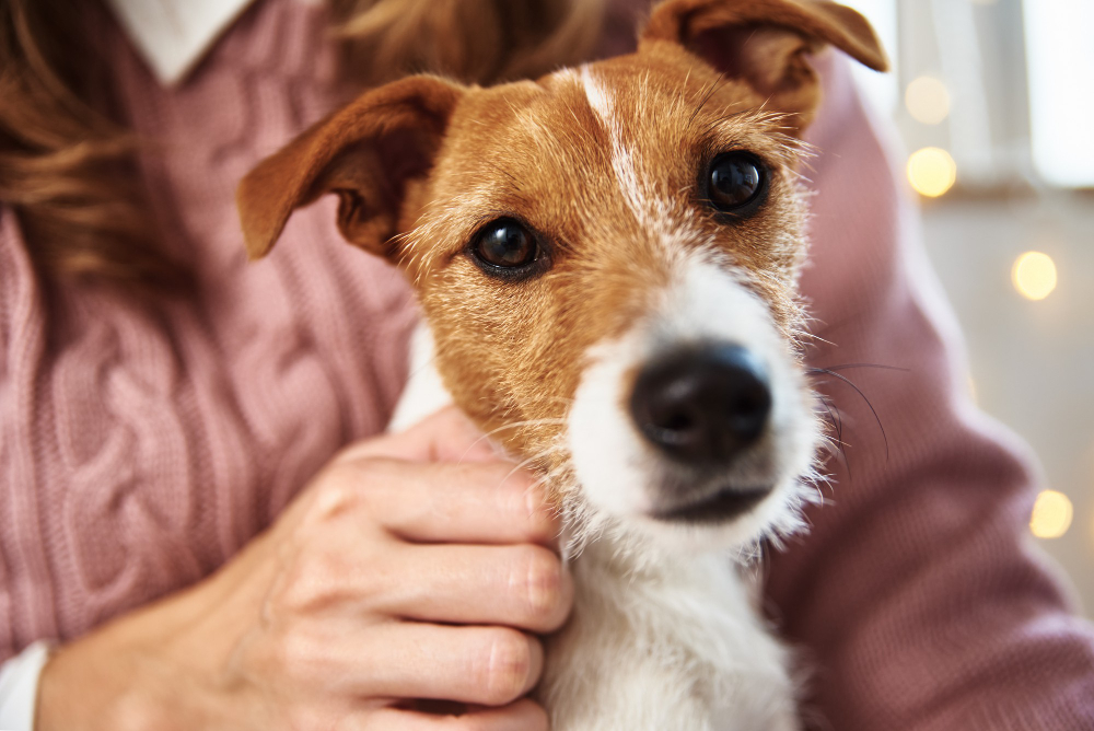 Dog Irregular Heartbeat or Arrhythmia