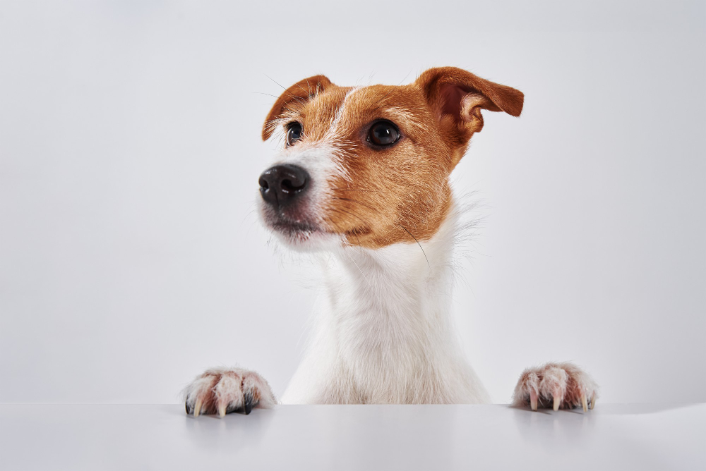 Dog Irregular Heartbeat or Arrhythmia