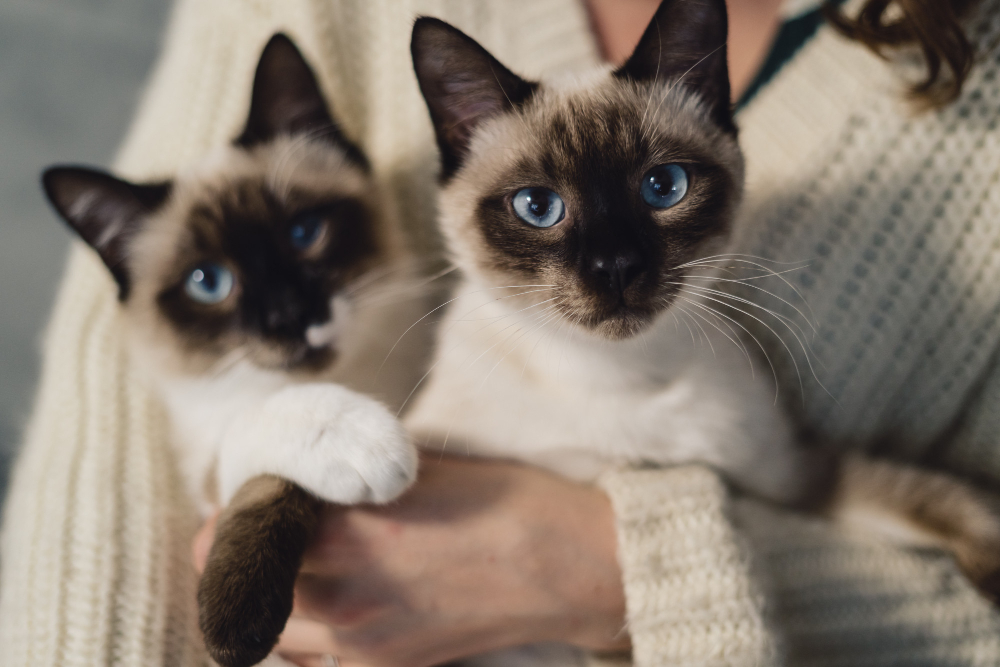 Cat Heart Murmur