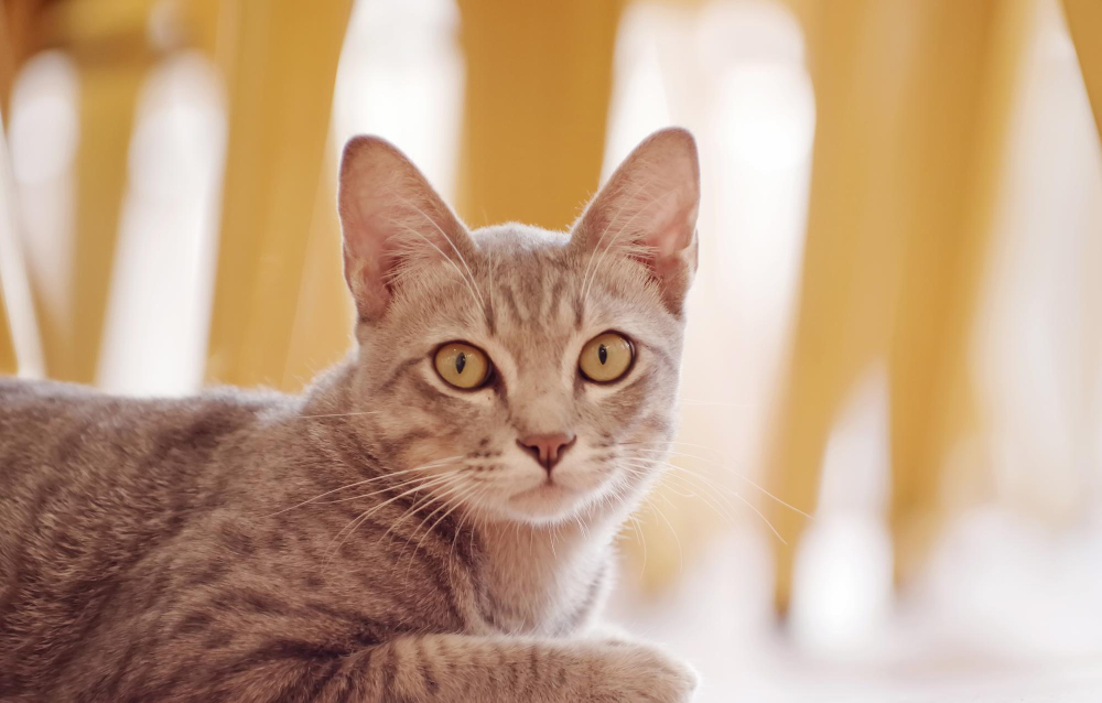 Cat Heart Murmur