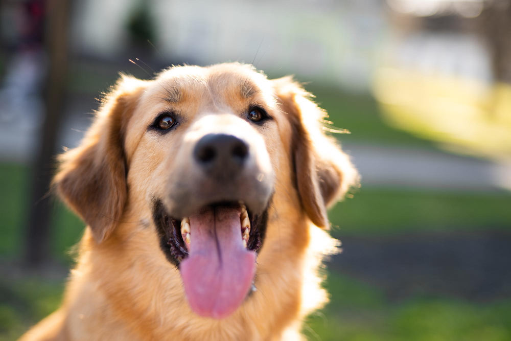 Dog Heart Murmur