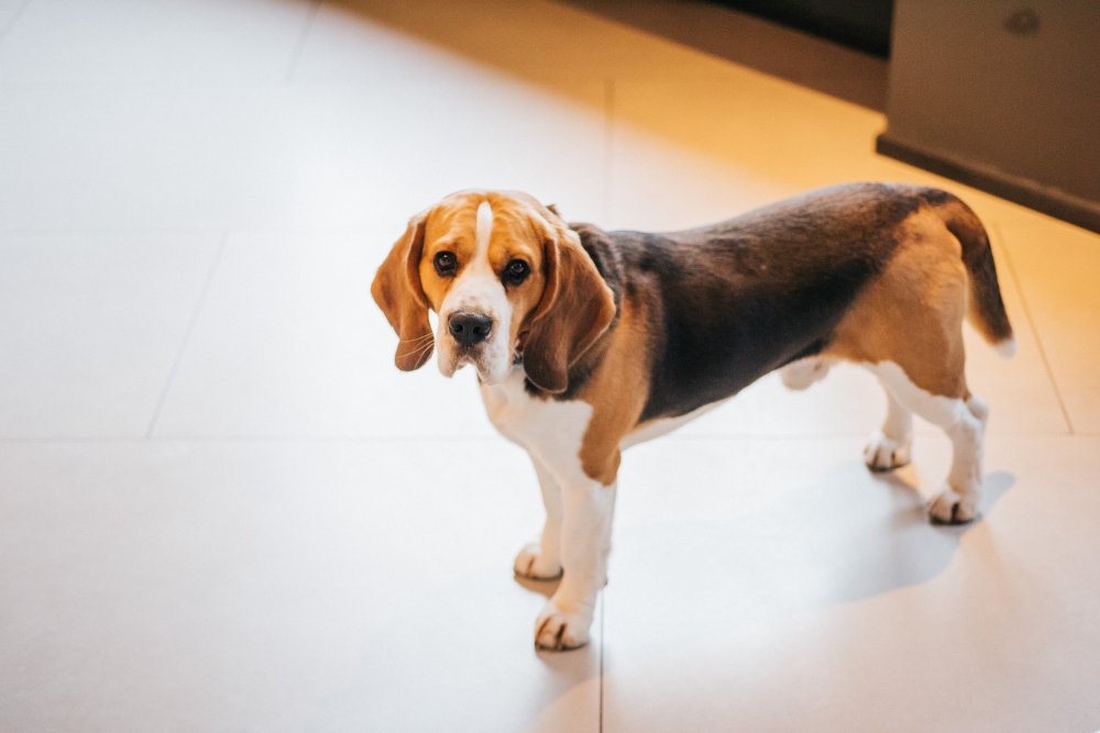 Dog Heart Murmur