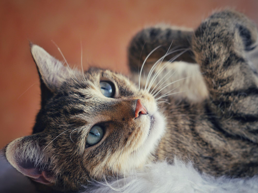 Cat Fainting or Collapsing
