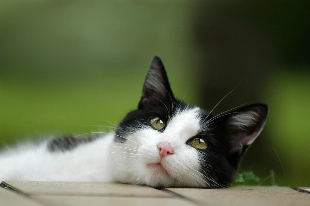 Cat Fainting or Collapsing