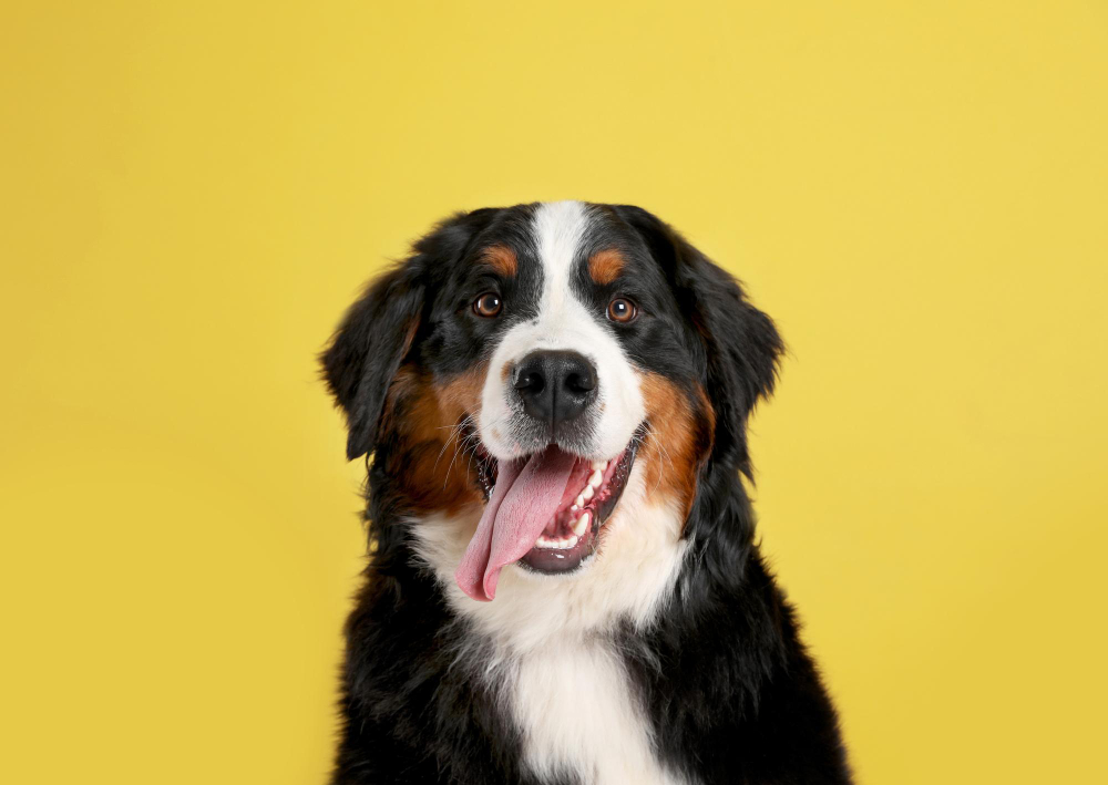 Dog Fainting or Collapsing