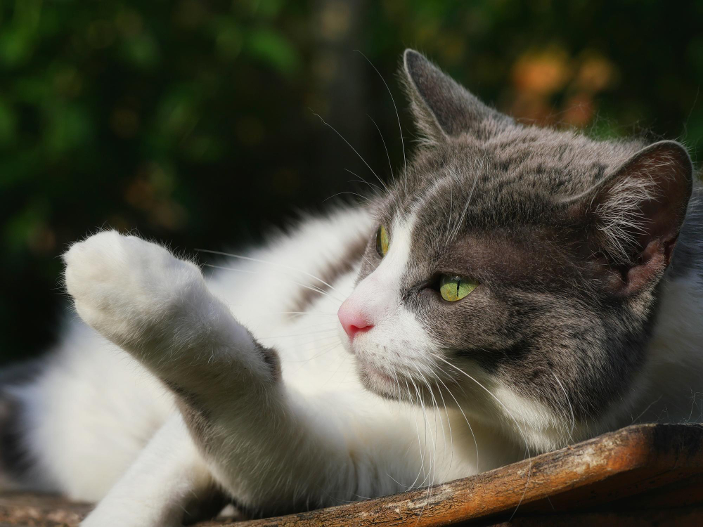 Cat Rapid or Labored Breathing