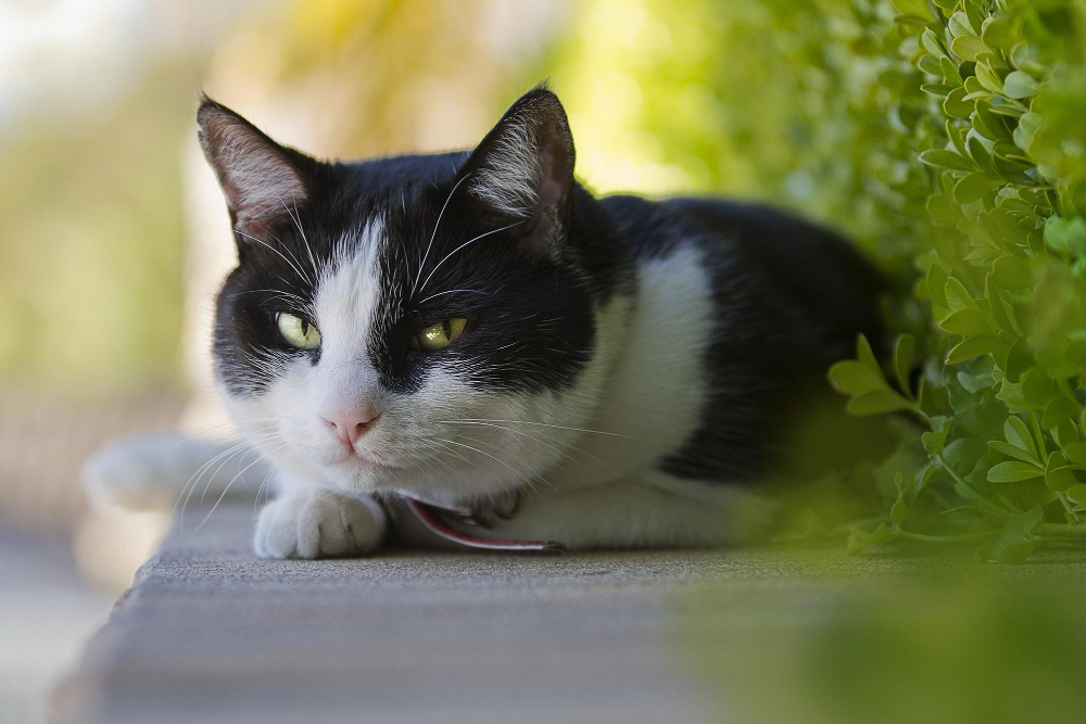 Cat Rapid or Labored Breathing