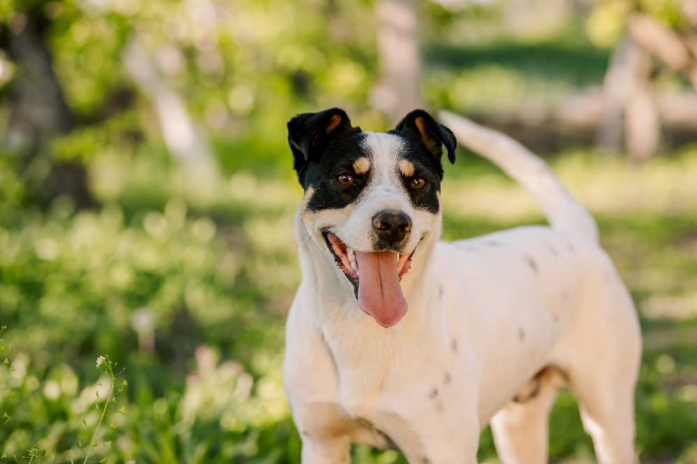 Dog Panting or Difficulty Breathing