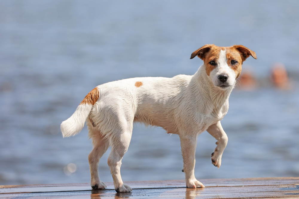 Dog Panting or Difficulty Breathing