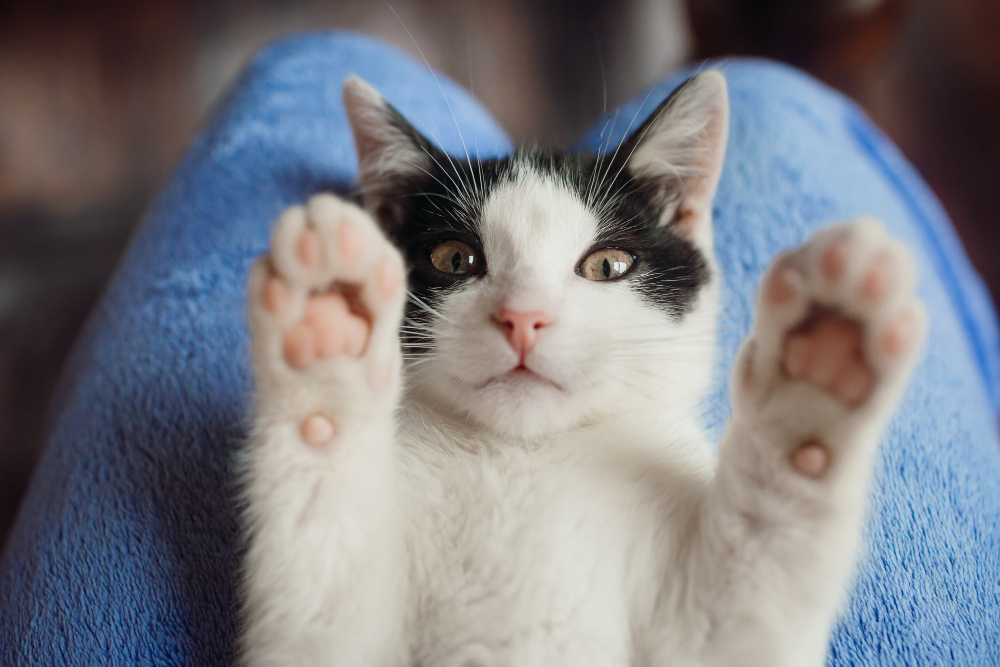 Cat Lethargy