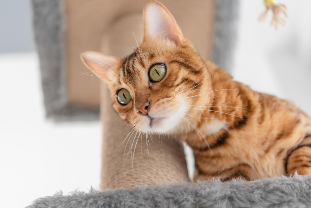 Cat Coughing