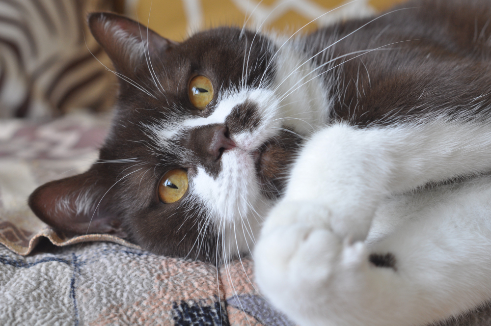 Cat Coughing