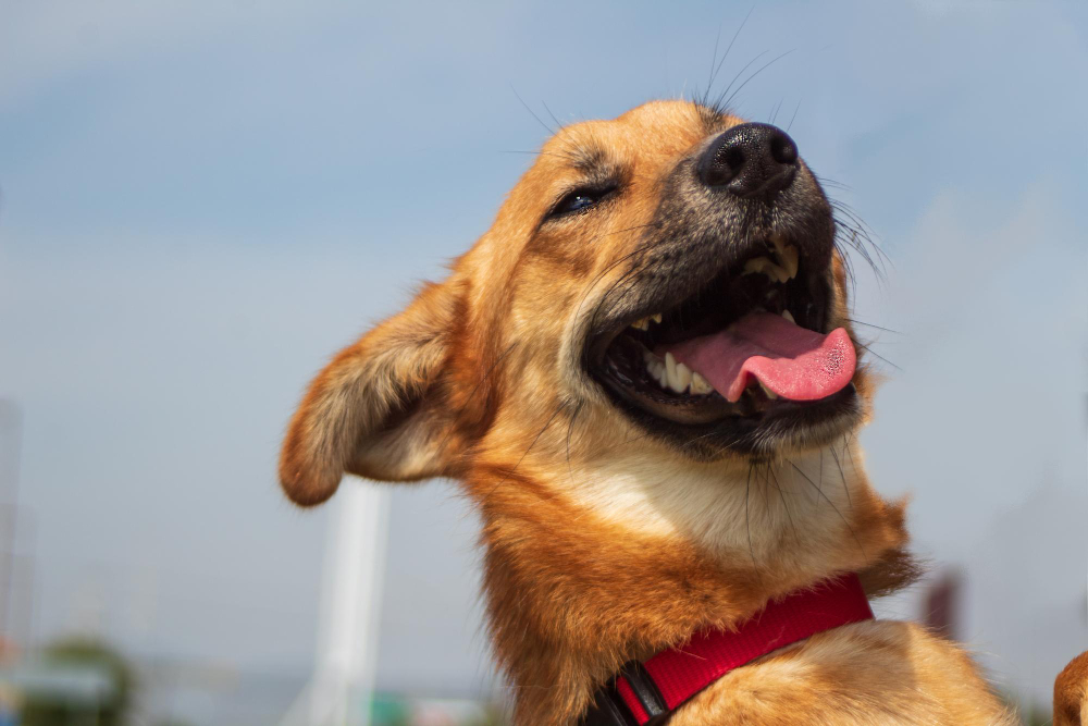 Dog Coughing