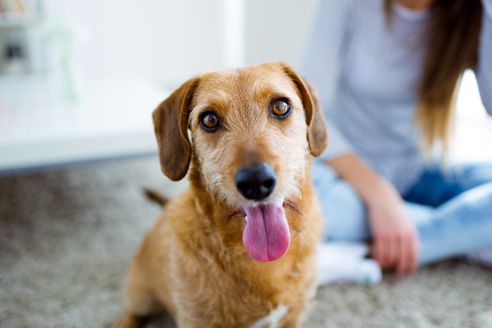 Dog Coughing