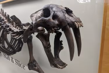 Saber-toothed cat fossil