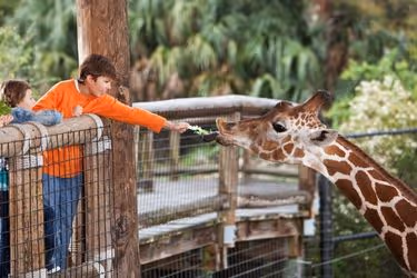 Kid feeding a giraffe