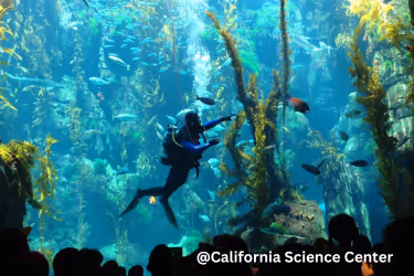California Science Center Fish Tank