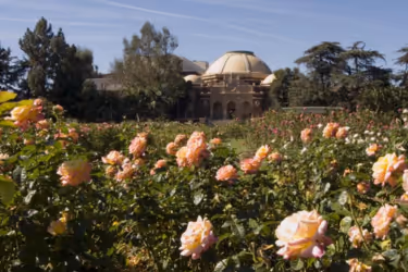 The Exposition Park Rose Garden