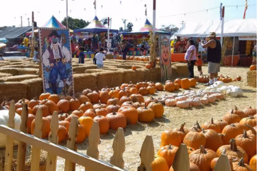 Shawn's Pumpkin Patch