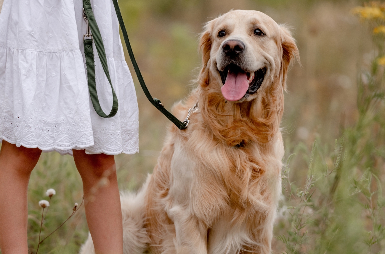 Where to Hike with Dogs in Hollywood CA
