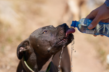 Dog drinking water from a bottle