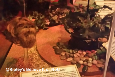 Asiatic "Shrunken Face" at Ripley's