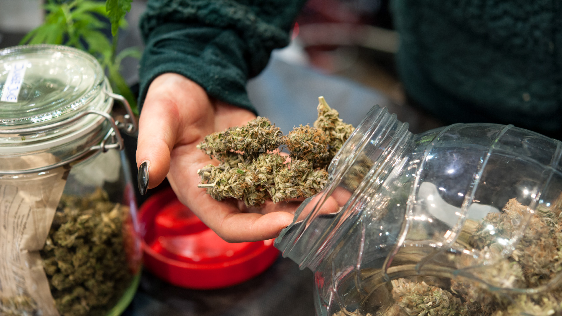 The 2025 Hemp Shake-Up: Congress Tests the Limits of “Hemp”