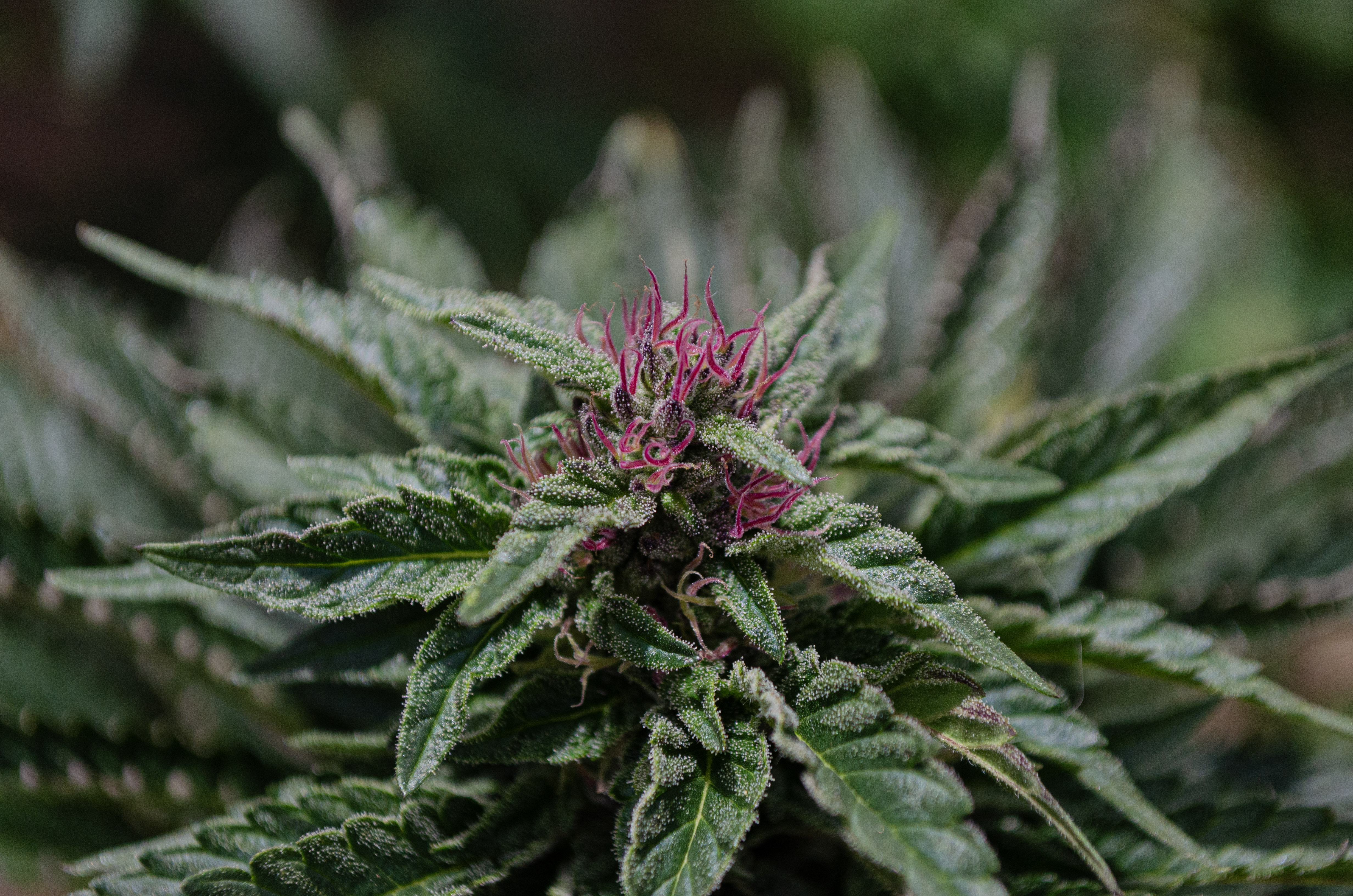 Colombia Cannabis Regulations 2026: Medical and Adult-Use Guide