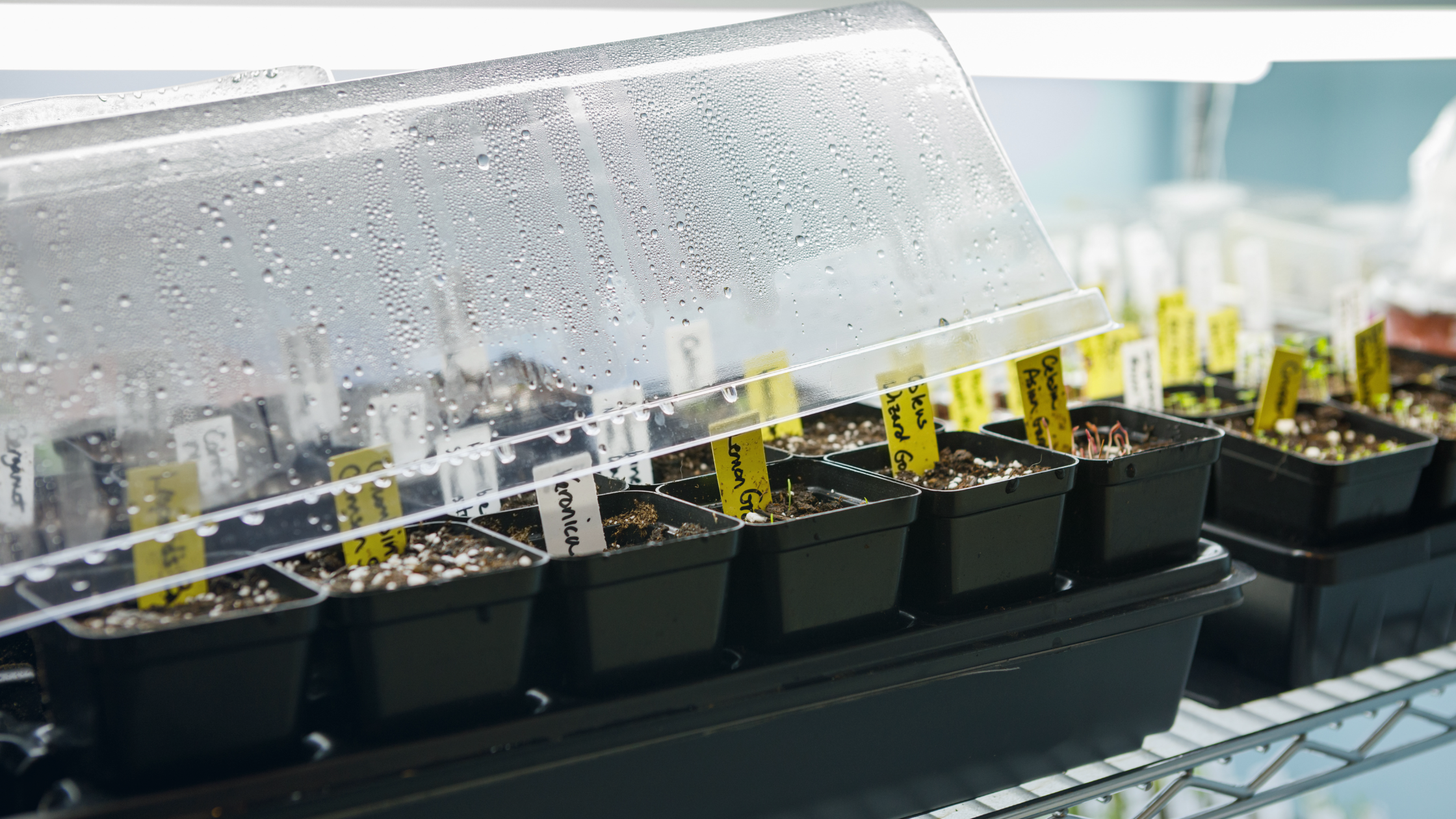 Planting the Seed: New York Opens Its First Adult-Use Cannabis Nursery License Window