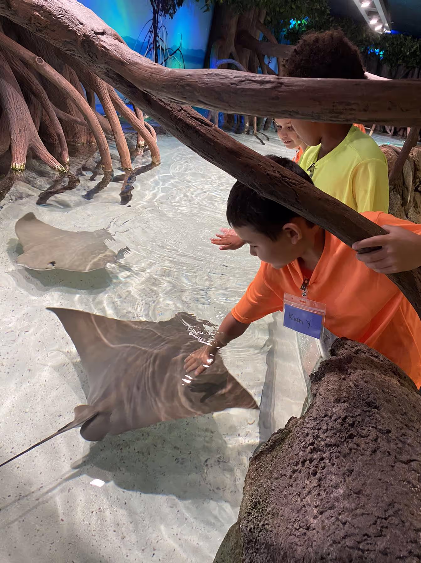A young child in an orange shirt is interacting with stingrays in a shallow pool, surrounded by a natural rock formation and lush vegetation in the background.