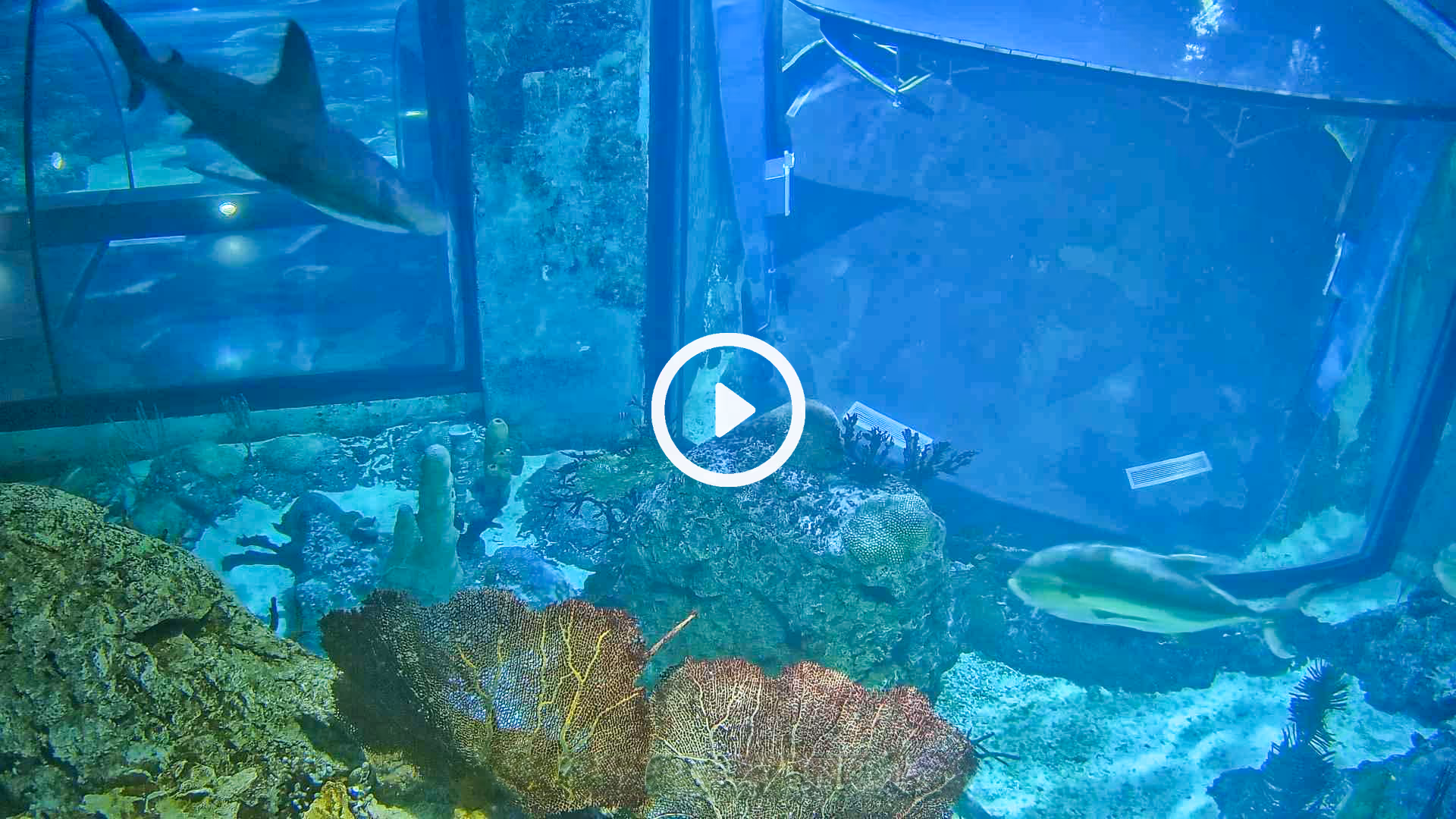 Underwater webcam from inside the Aquarium at Moody Gardens in Galveston, Texas